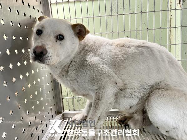 종료(안락사) 믹스…